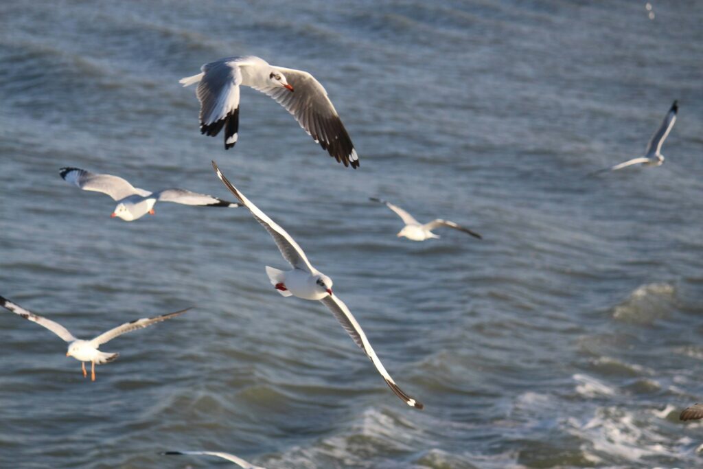 Several gulls fly over the wavy sea.