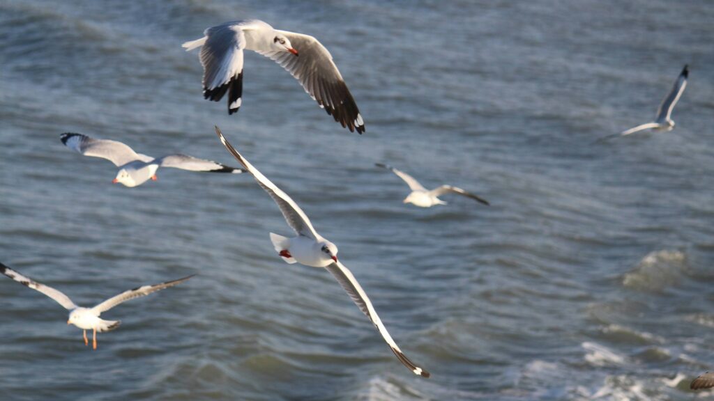 Several gulls fly over the wavy sea.