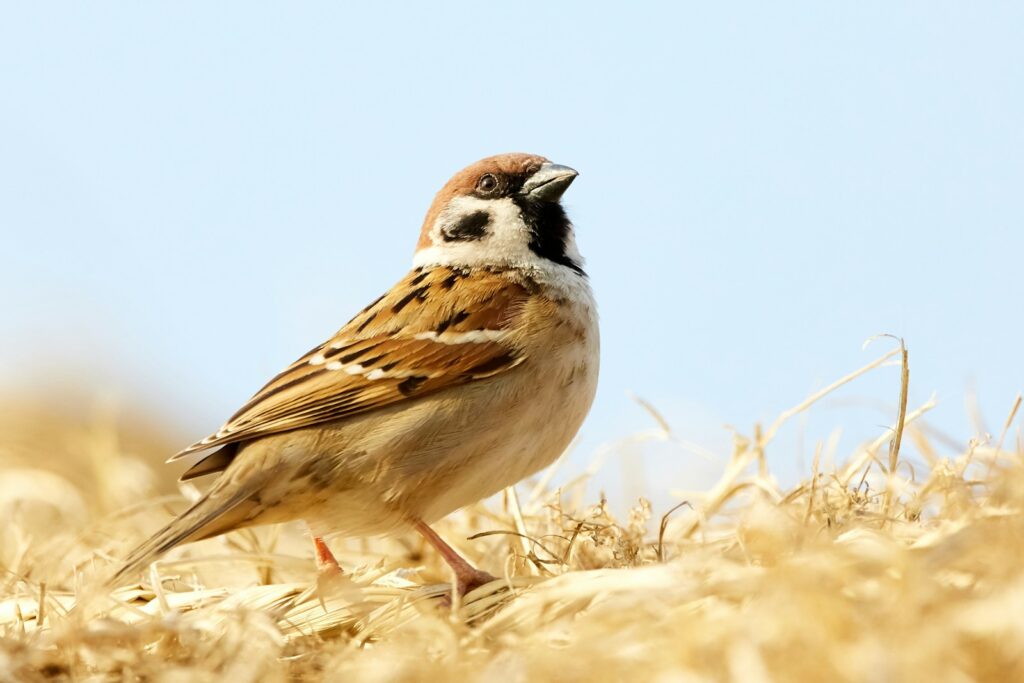 A sparrow, possibly a Eurasian Tree Sparrow, stands among dry grass.