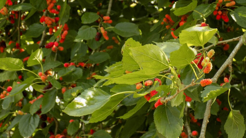 mulberries growing on a leafy plant branch