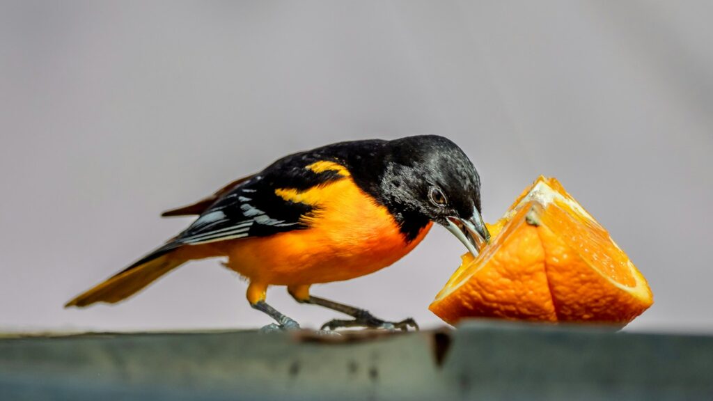 Oriole eating a slice of orange on backyard railing