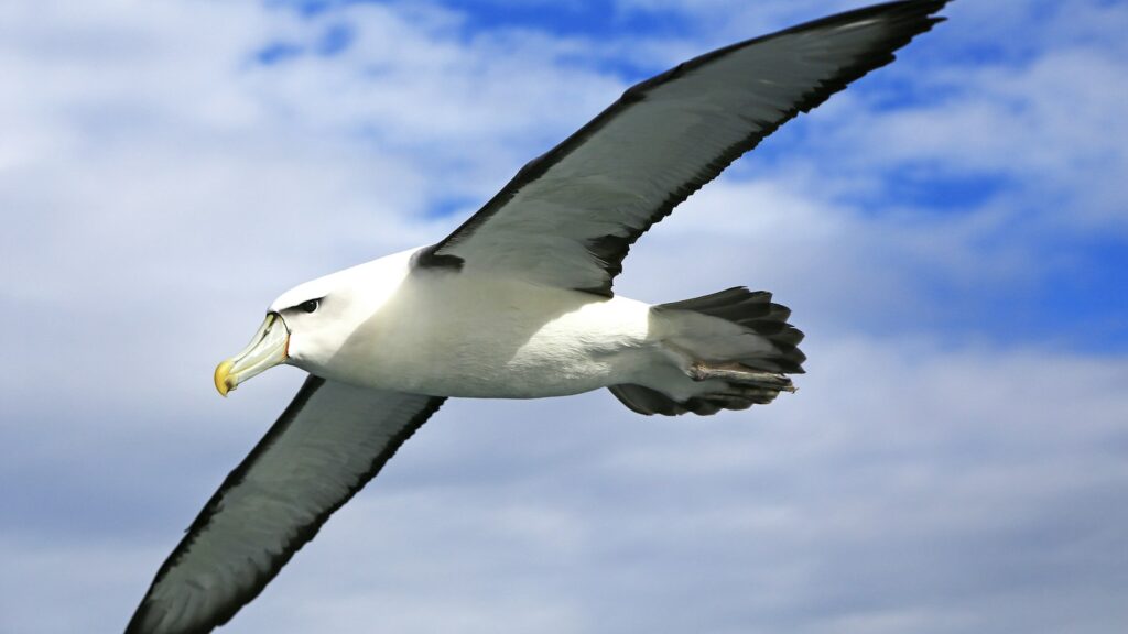 Albatross gliding through the sky with outstretched wings
