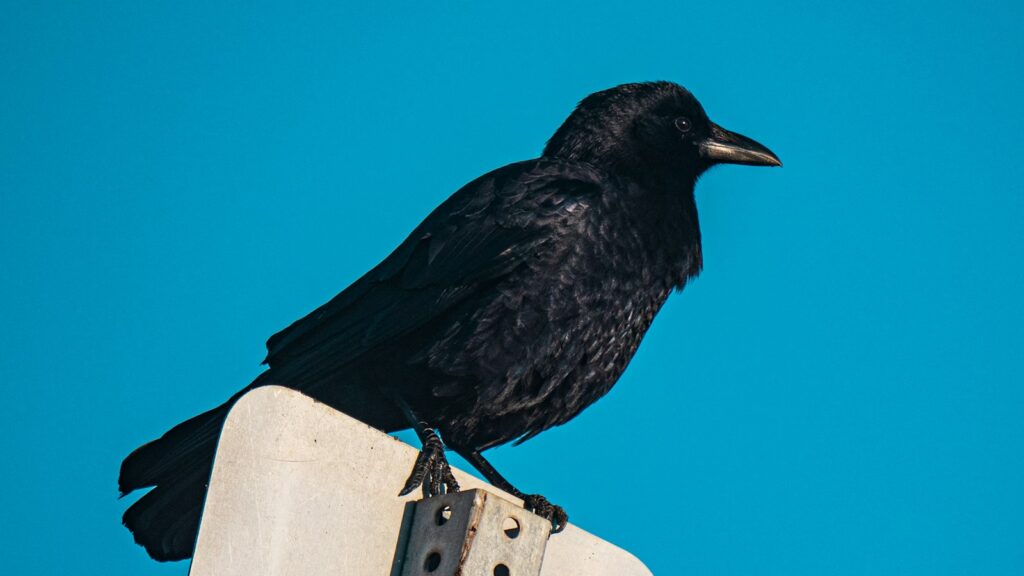 Crow perched on a metal signpost with clear blue sky backdrop