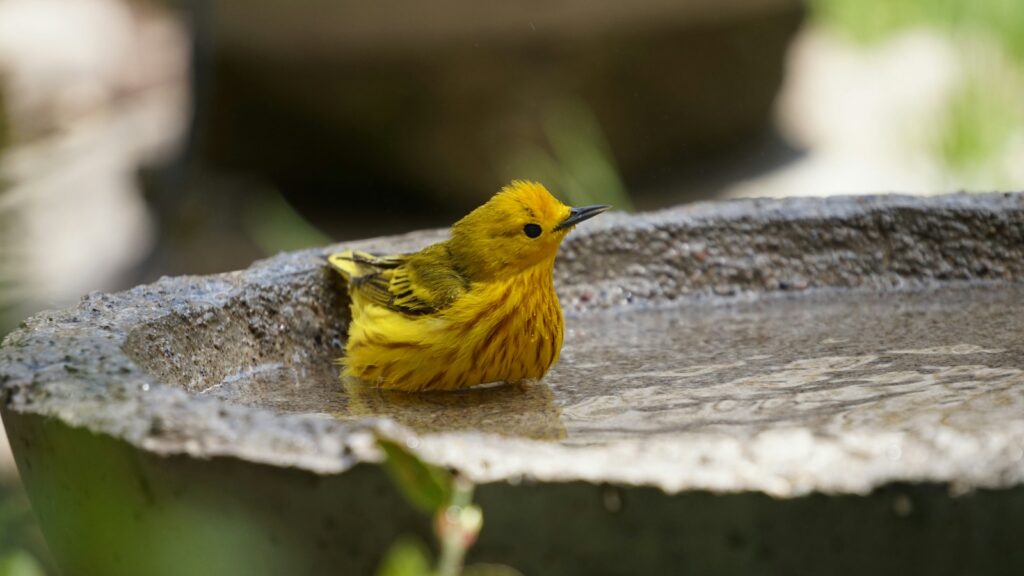 Small yellow bird resting on the edge of a concrete bird bath