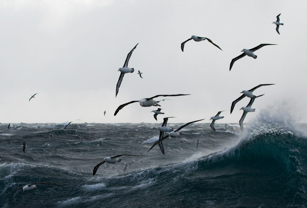 Albatrosses soaring over rough, stormy seas.