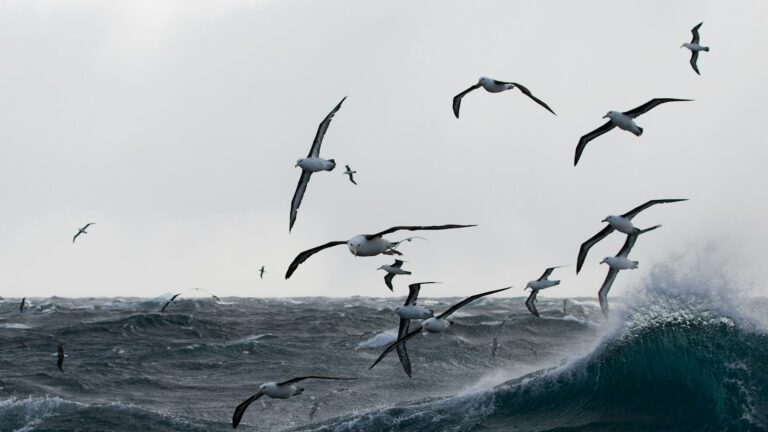 Albatrosses soaring over rough, stormy seas.