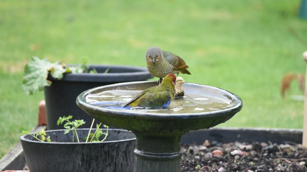 Two birds perched on a small bird bath placed atop a garden bed