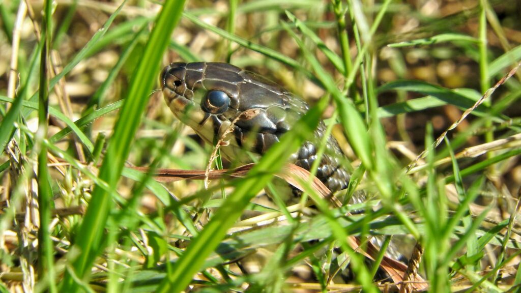 Snake partially hidden and camouflaged among green grass blades