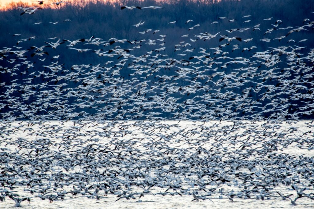 flock of white birds migrating