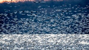 Flock of white birds migrating