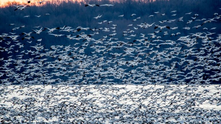 Flock of white birds migrating