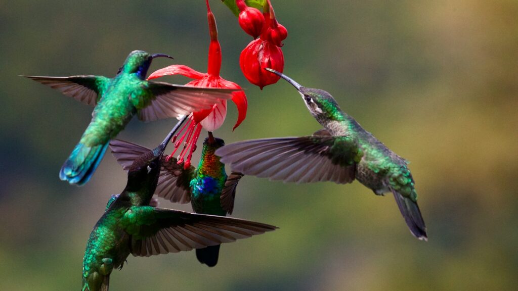 Multiple hummingbirds drinking nectar from a red flower