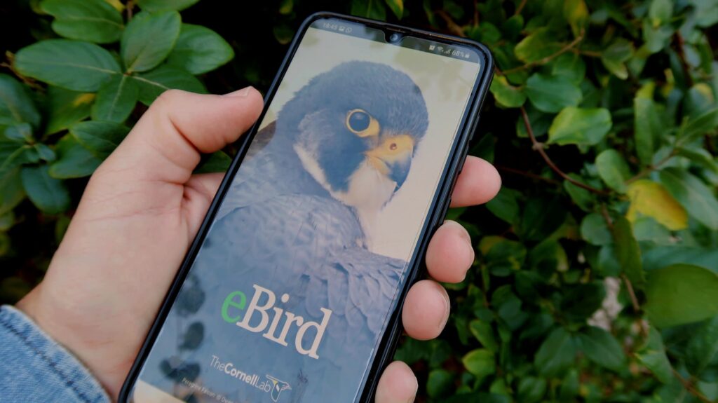 Person holding a phone with a birding app in use