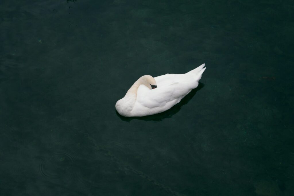 swan sleeping on lake