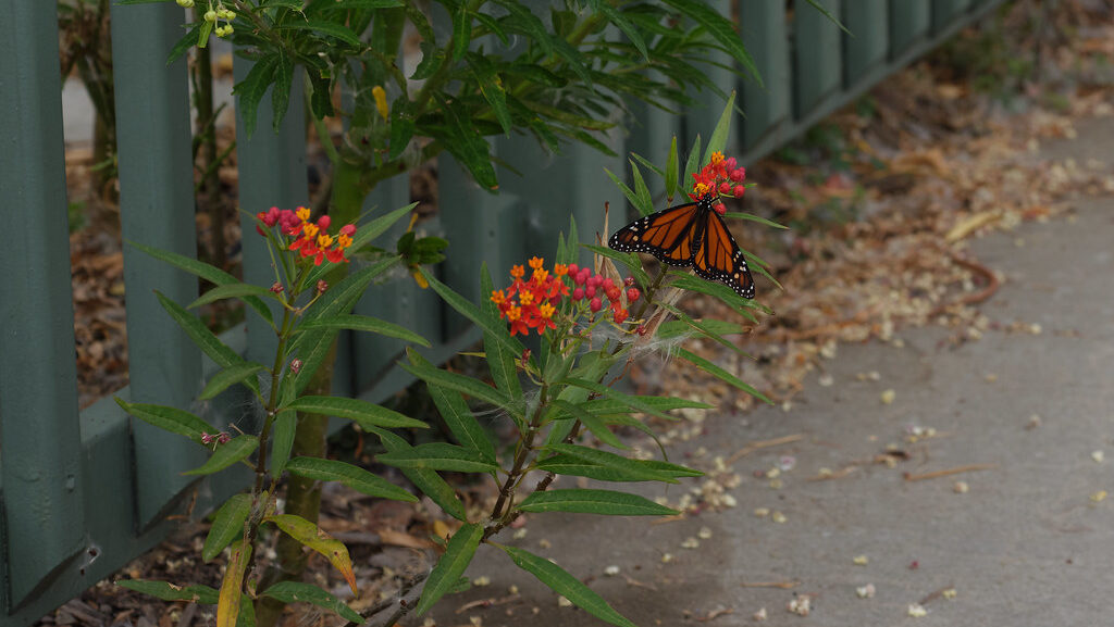 Monarch butterfly sipping nectar from a flower growing on a walkway