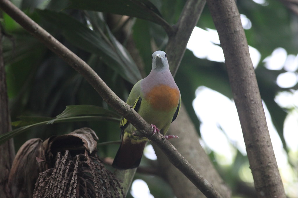 A Pink-necked green pigeon is perched on a branch, facing forward.