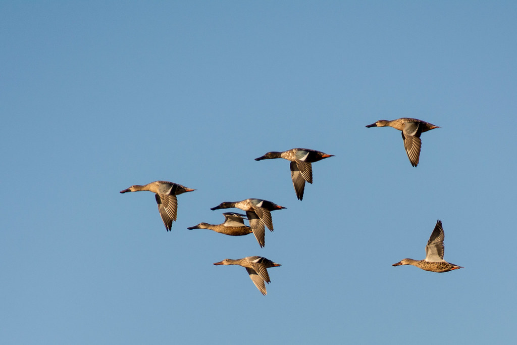 Mallard ducks flying in a clear blue sky.