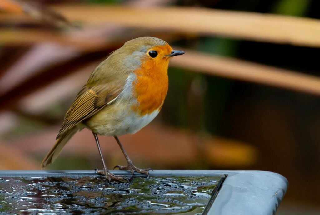 European Robin perched on a wet surface outdoors, showcasing its vibrant plumage.