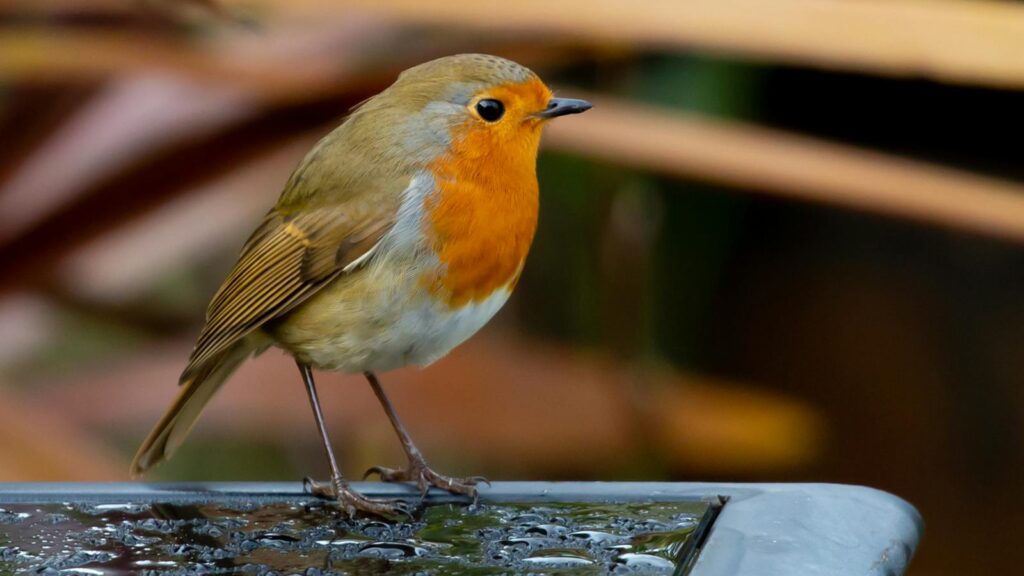 European Robin perched on a wet surface outdoors, showcasing its vibrant plumage.