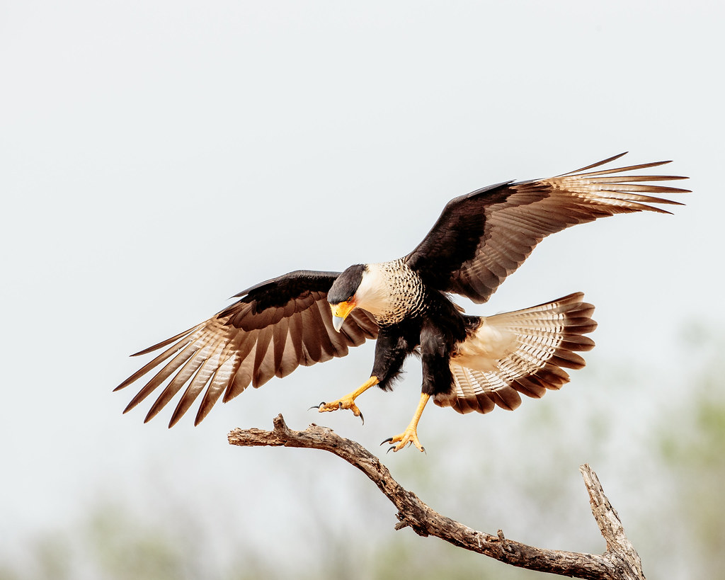 Crested Caracara with outstretched wings, perched on a branch.
