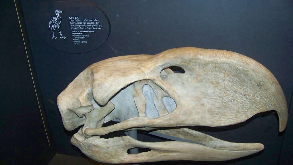 A large, light-colored fossil skull of Phorusrhacos longissimus is displayed on a stand.