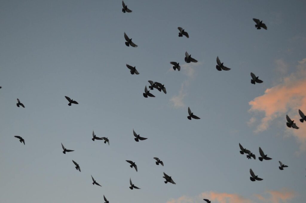 A large flock of pigeons flies across a sky with soft pink clouds.