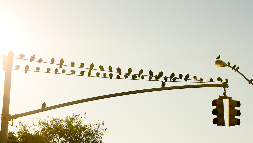 Birds are perched on a street light.