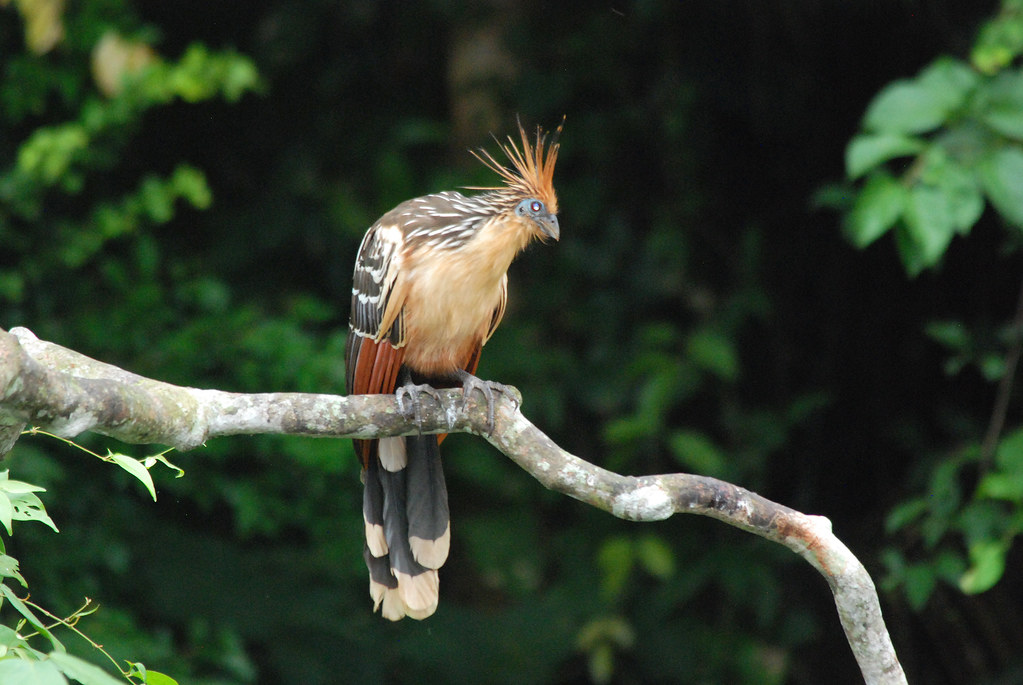 A Hoatzin is perched on a branch, looking to the left.
