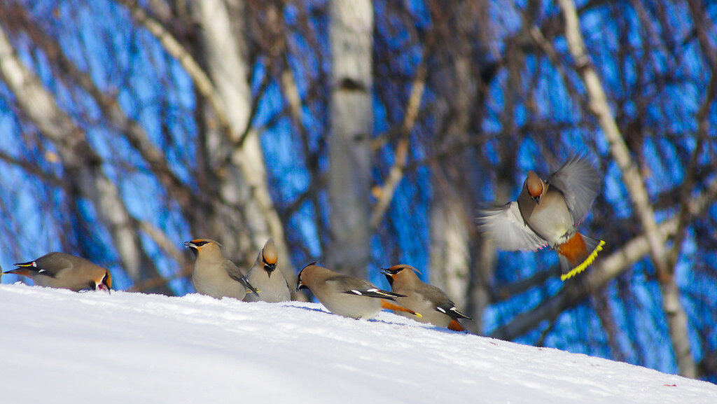 Group of Bohemian Waxwings gathered on snowy ground