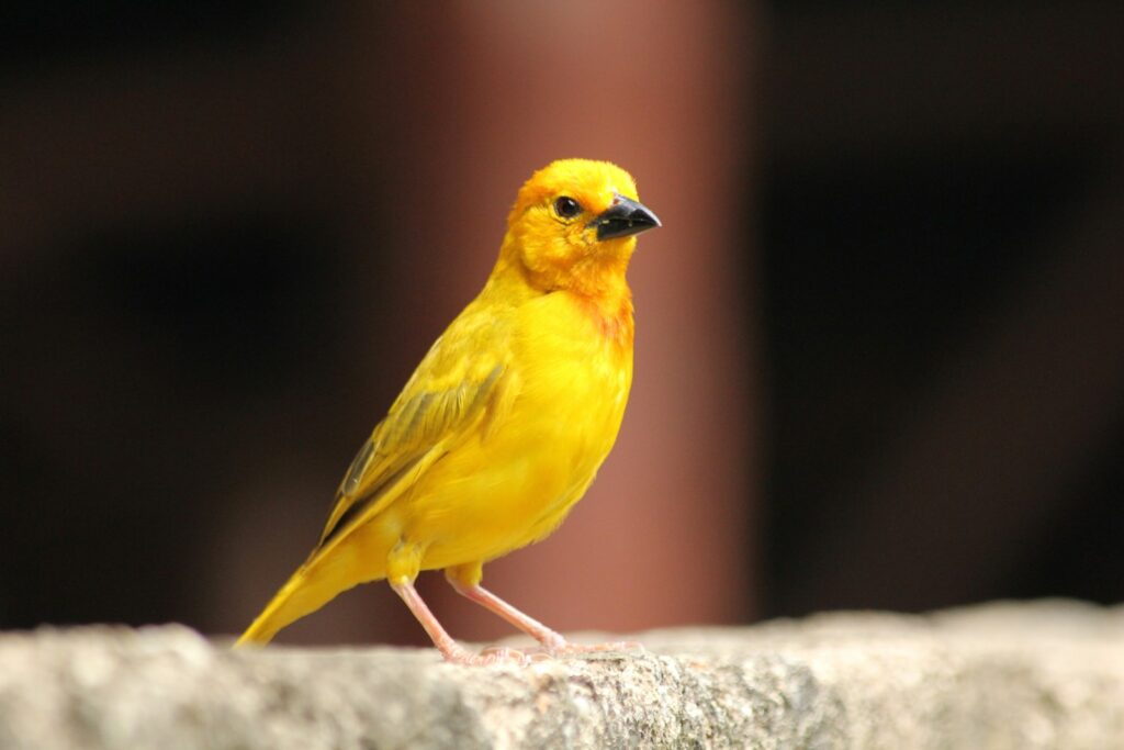 A vibrant, yellow Golden palm weaver bird perched on a stone surface.
