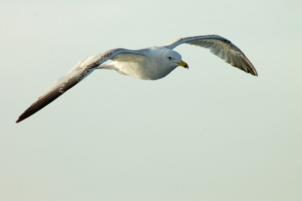 A gull soars gracefully through the air.