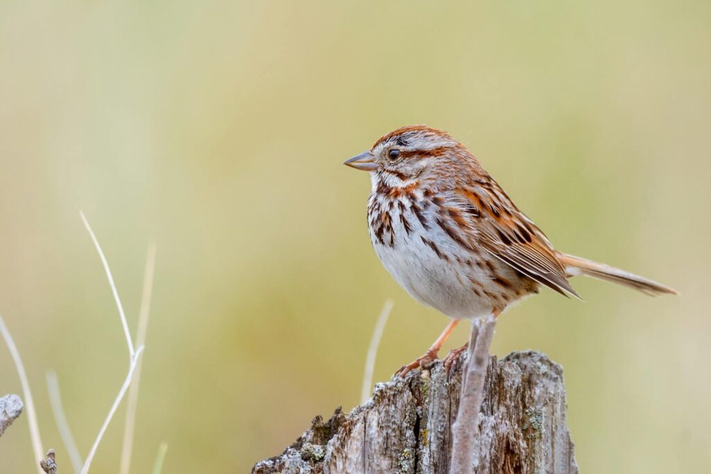 A song sparrow perched on a post with a soft blurred background.