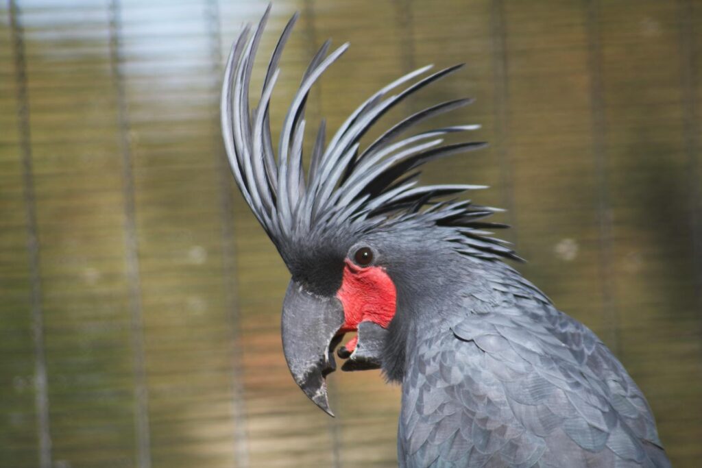 Close-up of a majestic Black Palm Cockatoo with striking red and black plumage.