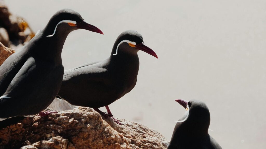 Three Inca terns perched on rocky coastline
