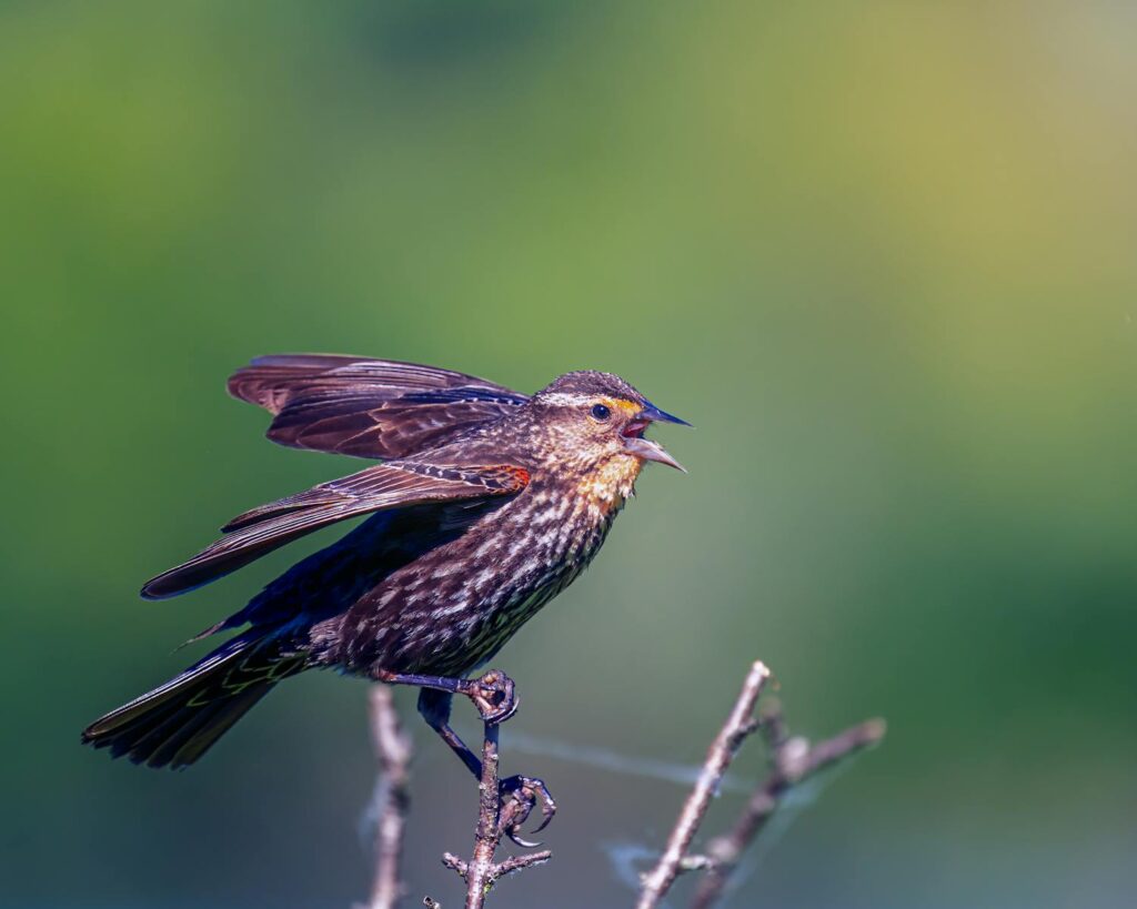 A female red-winged blackbird perched on a branch, showcasing vibrant plumage.
