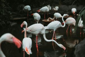 A group of Flamingos stand in a shallow, dark body of water.