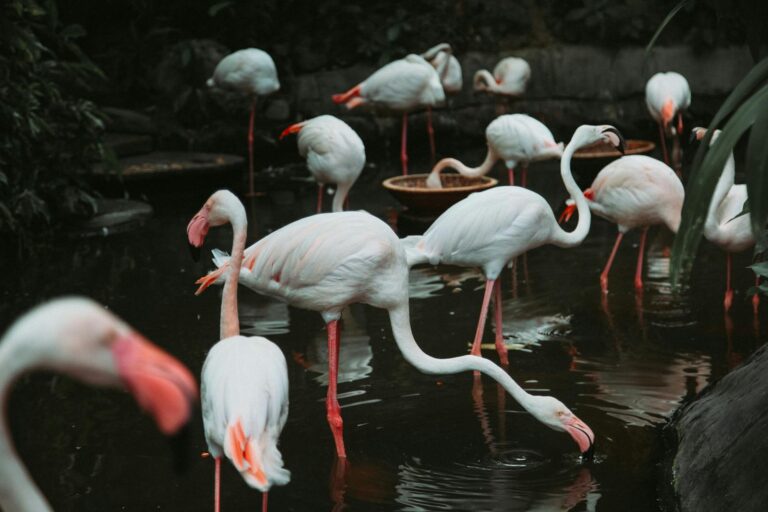 A group of Flamingos stand in a shallow, dark body of water.