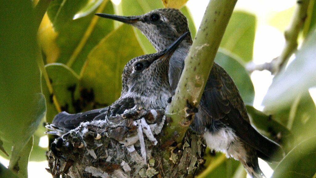 Two young hummingbirds rest together in their nest nestled among green foliage.