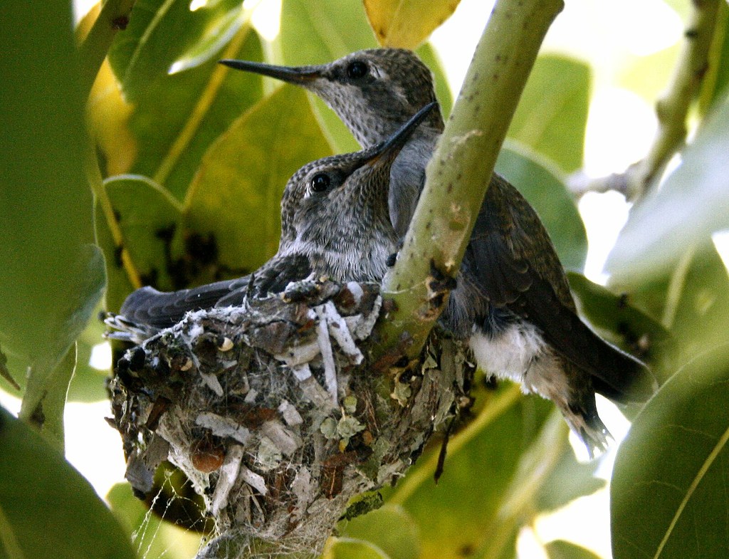 Two young hummingbirds rest together in their nest nestled among green foliage.