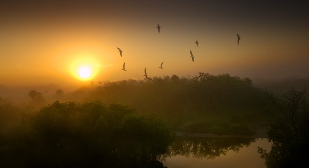 Captivating sunrise with flying birds over a misty lake, creating a peaceful ambiance.