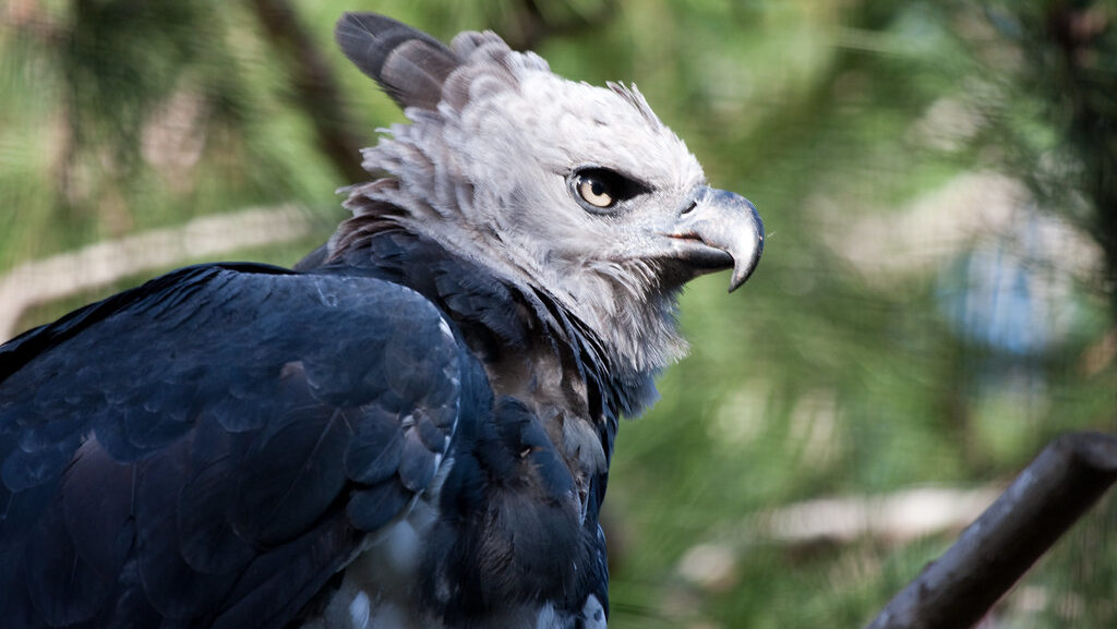 A close-up of a Harpy Eagle's head and upper body.
