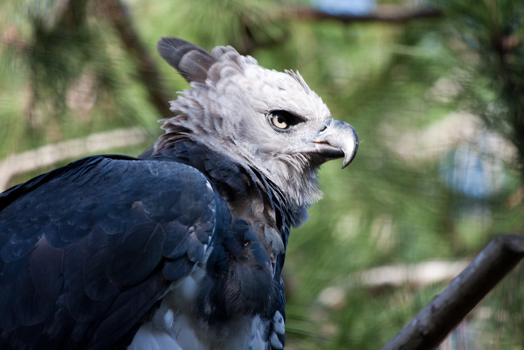 A close-up of a Harpy Eagle's head and upper body.