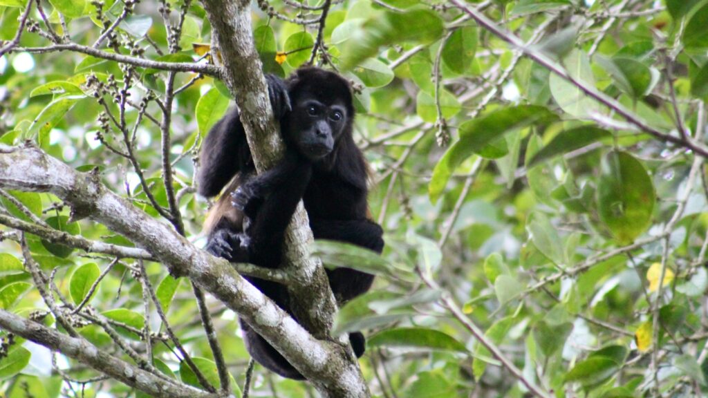 Howler monkey hanging from the top of a tree in a tropical forest