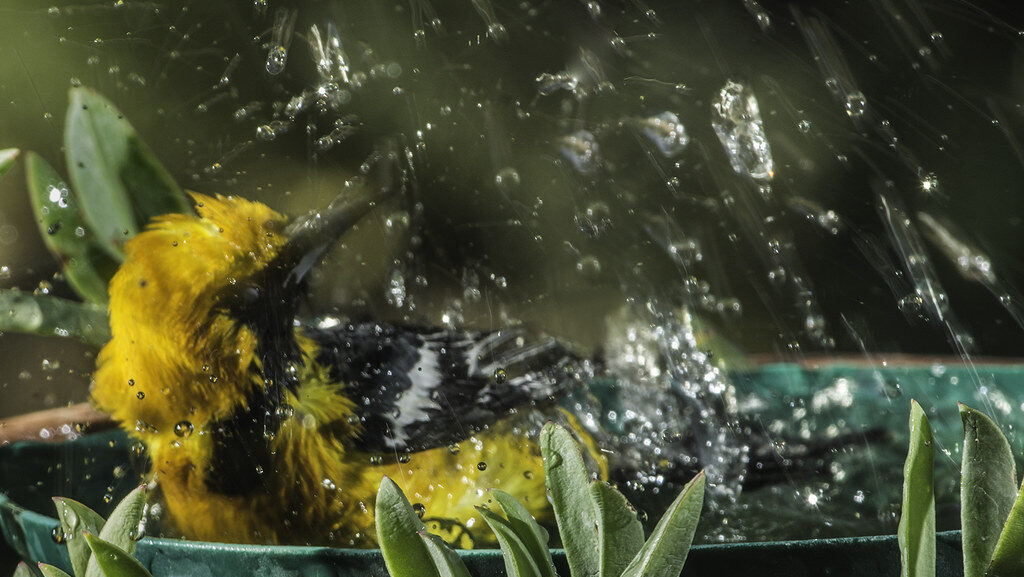 Oriole shaking off water while perched in a bird bath