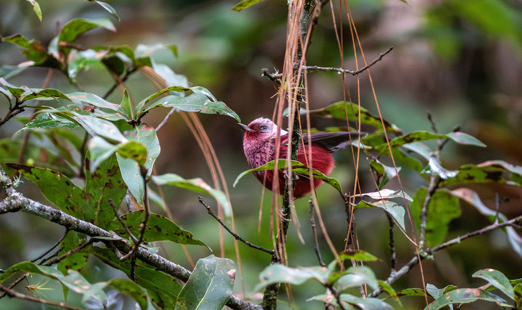 A Pink-headed Warbler perches among leaves, showing its red and pink plumage.