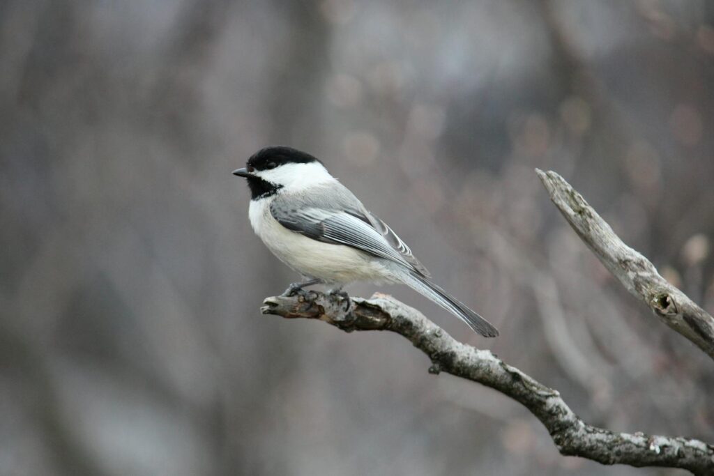 A black-capped chickadee is perched on a barren tree branch outdoors.