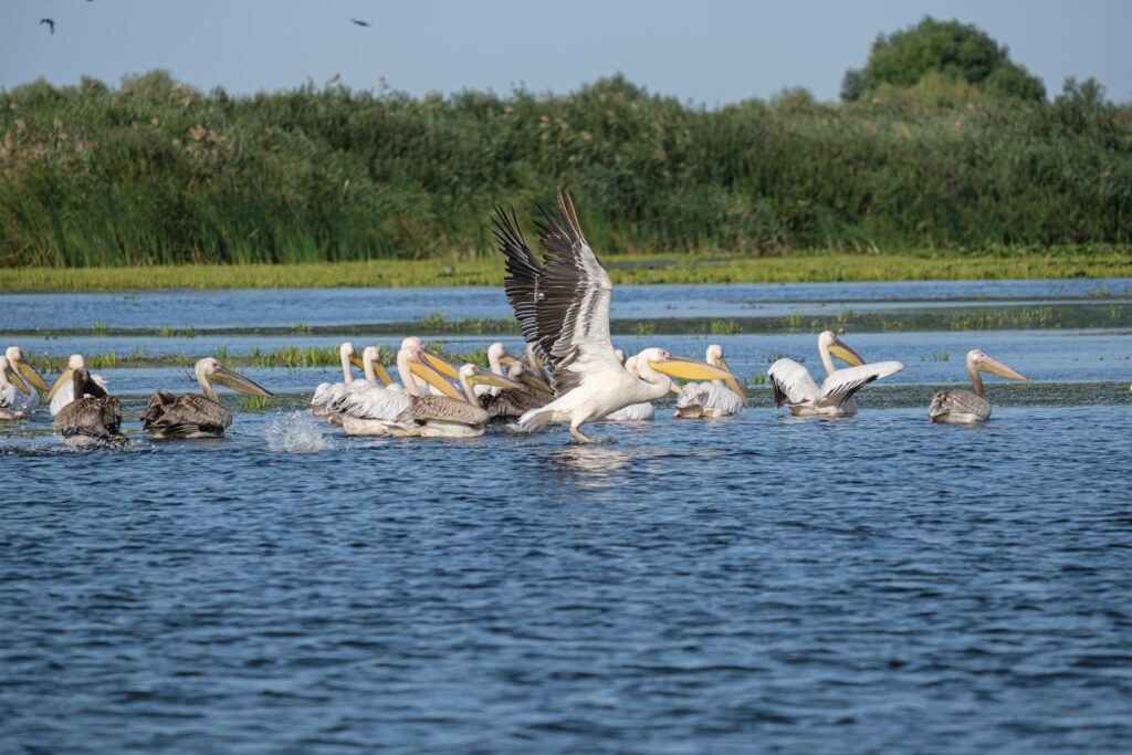 A group of Dalmatian Pelicans with one spreading its wings.