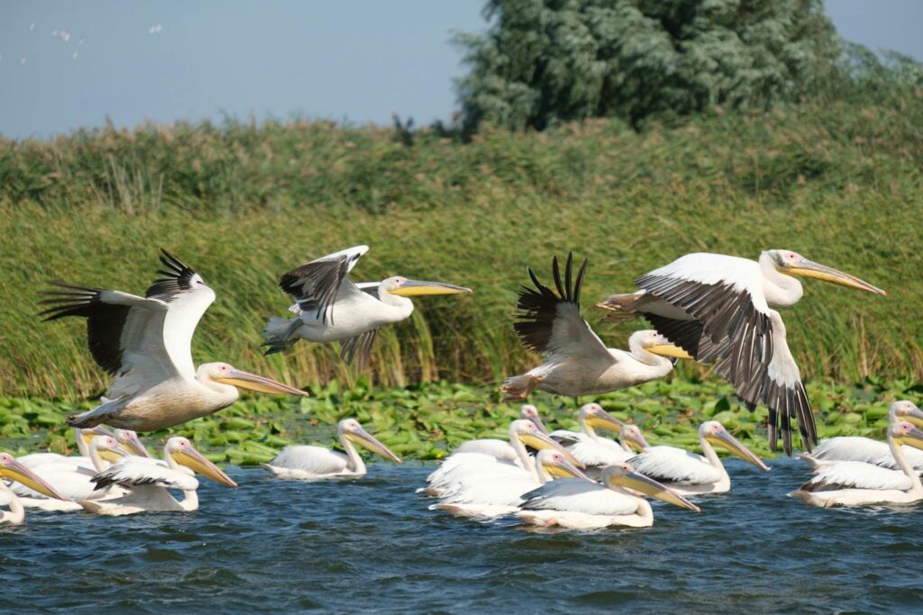 A group of Great white pelicans are flying and swimming.