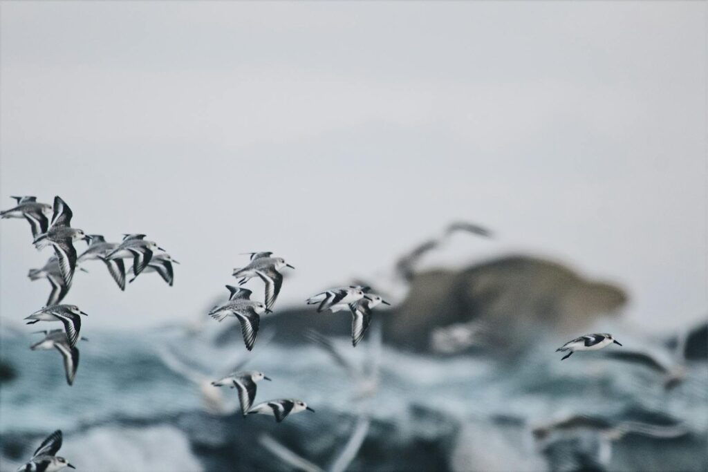 A flock of seabirds in flight over turbulent ocean waves, captured in motion.