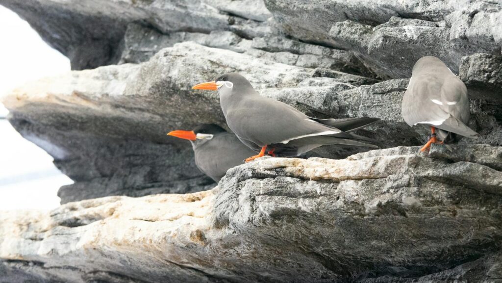 Three Inca Terns perched on rocky coastal stones